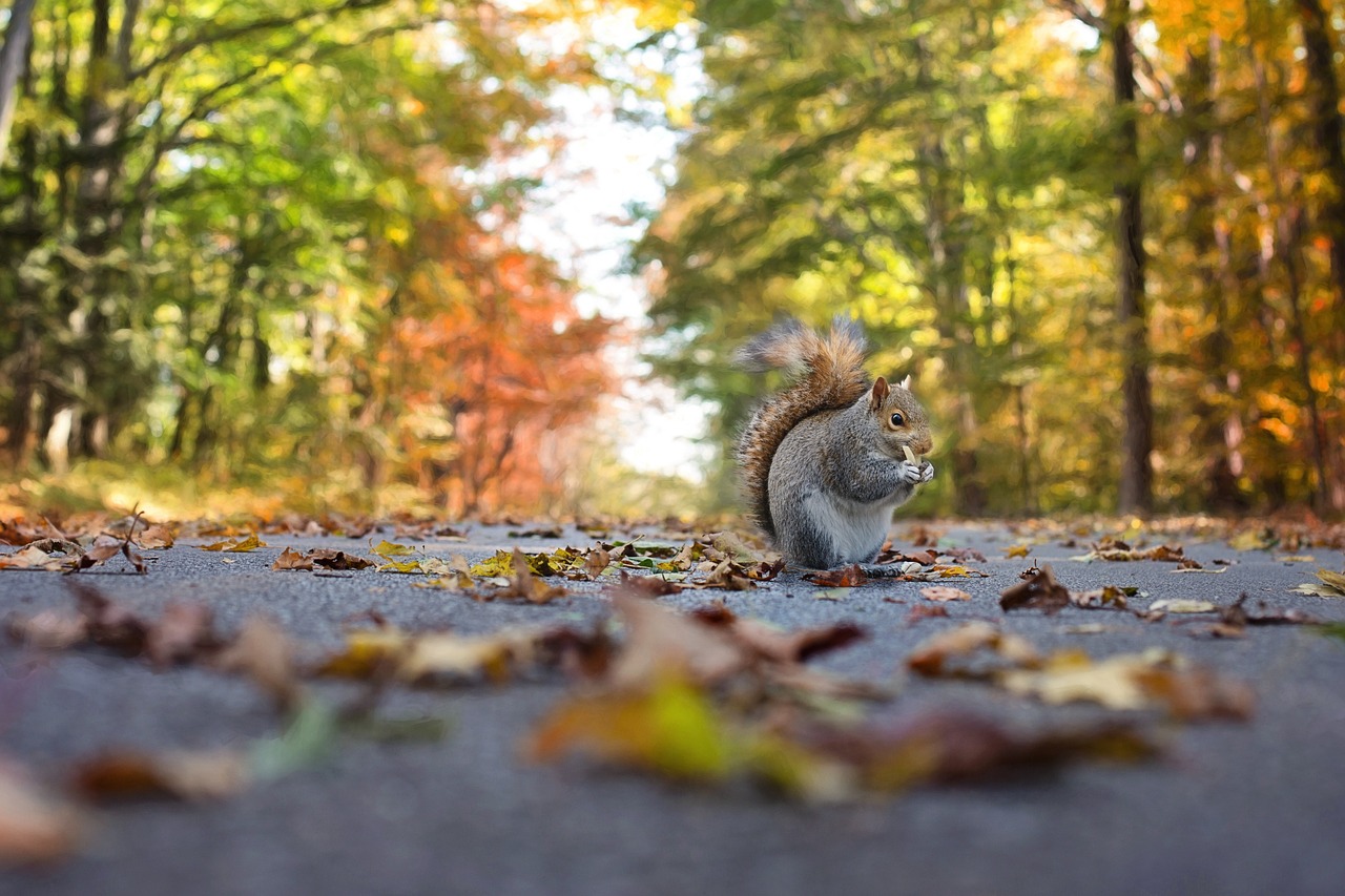 squirrel-1004893_1280